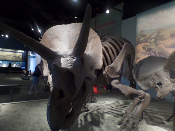 Triceratops